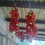 - Salento 4+1